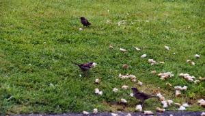 3ce7075d3129635466bda2e9b8b55c7e