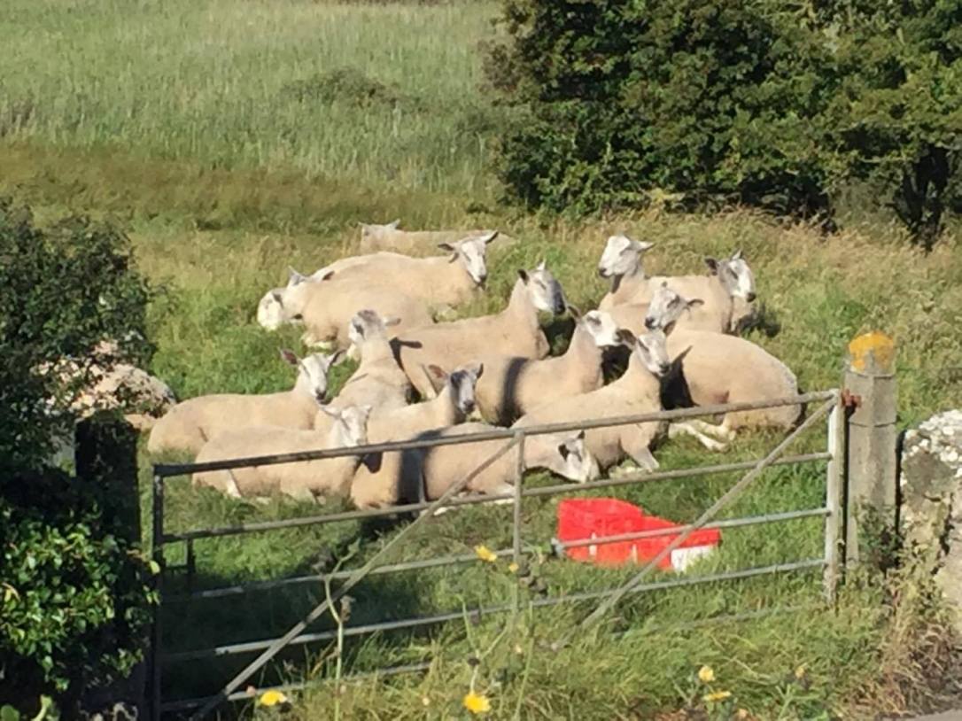 20316826_456805468025934_625790837_o