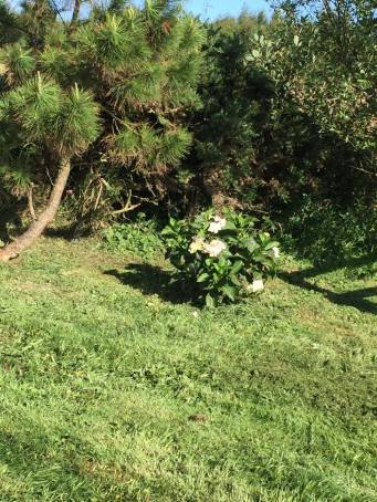 20317152_456805461359268_680061851_o