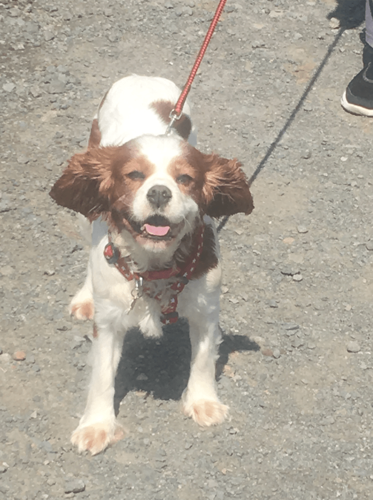 Screen Shot 2018-11-29 at 10.35.52