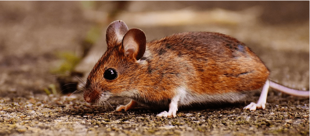 Screen Shot 2019-06-09 at 11.25.44