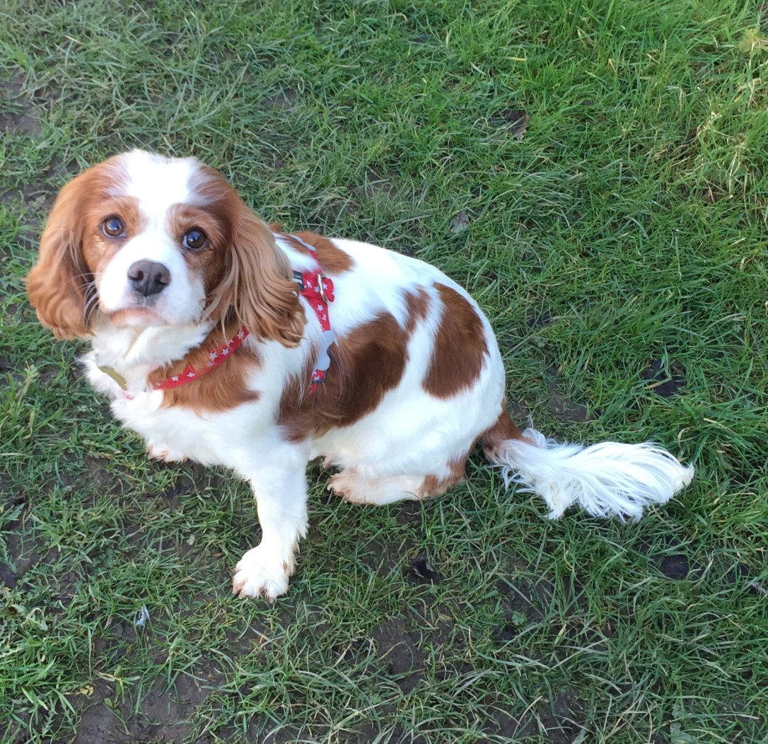 Photo 30-01-2019, 14 46 32